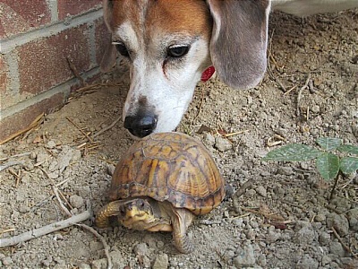 bobturtle.jpg