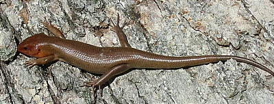 lizard.jpg