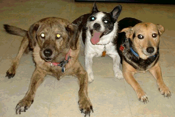 brians pets1.png