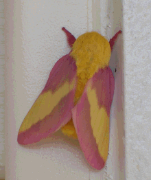 moth.png